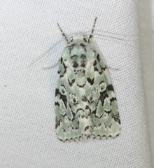 Bryolymnia viridata