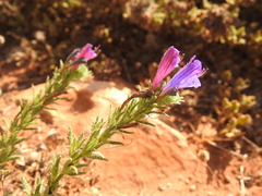 Echium gaditanum