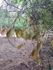Sageretia elegans