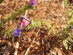 Echium gaditanum