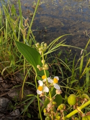 Sagittaria brevirostra