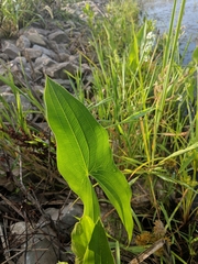Sagittaria brevirostra