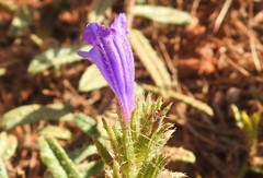 Echium gaditanum