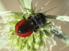 Odontomyia flavissima