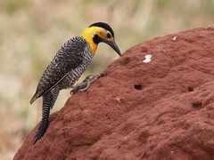Campo Flicker photo 2