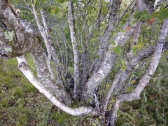 Betula raddeana
