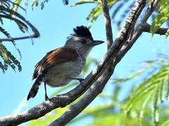 Thamnophilus torquatus