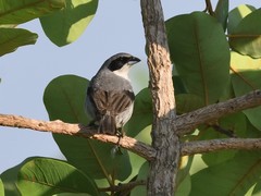 Neothraupis fasciata