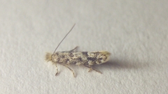 Phyllonorycter populifoliella