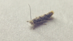 Phyllonorycter populifoliella