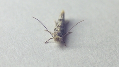 Phyllonorycter populifoliella
