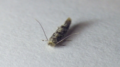 Phyllonorycter populifoliella