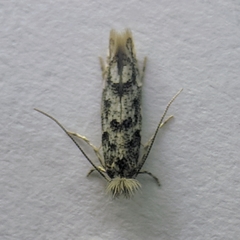 Phyllonorycter populifoliella
