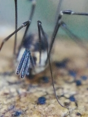 Mitostoma chrysomelas