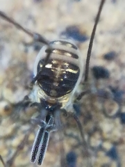 Mitostoma chrysomelas