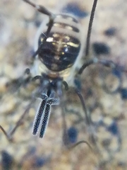 Mitostoma chrysomelas