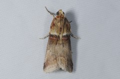Acrobasis tumidana