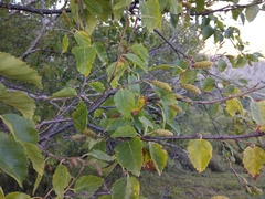 Betula raddeana