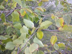 Betula raddeana
