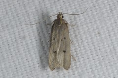 Acompsia tripunctella