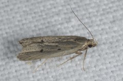 Acompsia tripunctella