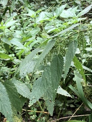 Urtica dioica