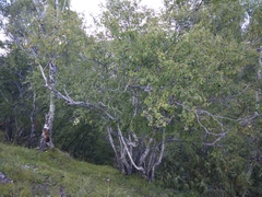 Betula raddeana
