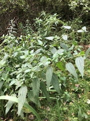 Urtica dioica