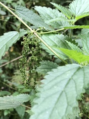 Urtica dioica