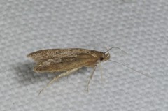 Helcystogramma lutatella
