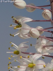 Lasioglossum pseudosphecodimorphum
