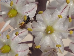 Lasioglossum pseudosphecodimorphum