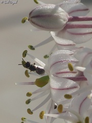 Hylaeus