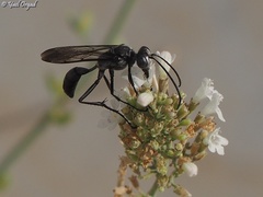 Sphex pruinosus