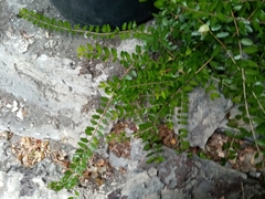 Magnoliopsida