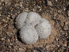 Mammillaria lasiacantha