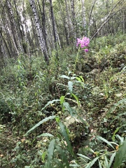 Chamaenerion angustifolium