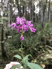 Chamaenerion angustifolium