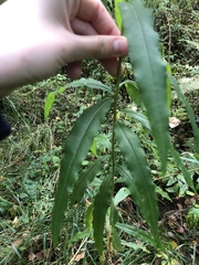 Chamaenerion angustifolium