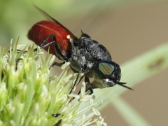 Odontomyia flavissima