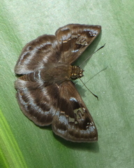 Quadrus cerialis