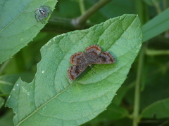 Calephelis braziliensis