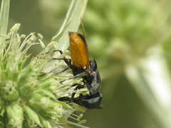 Odontomyia flavissima