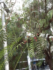 Schinus molle