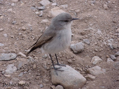 Muscisaxicola cinereus