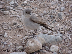 Muscisaxicola cinereus