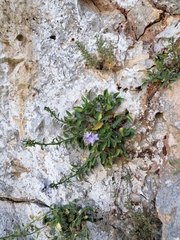 Campanula versicolor