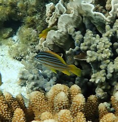 Lutjanus carponotatus