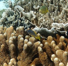 Lutjanus carponotatus