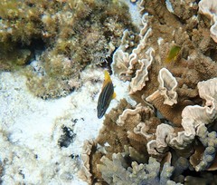 Lutjanus carponotatus